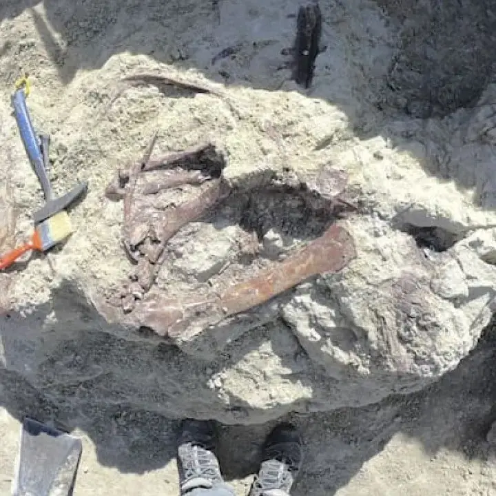 Ilmuwan Temukan Fosil Spesies Dinosaurus Baru dengan Tulang Buaya di Mulutnya