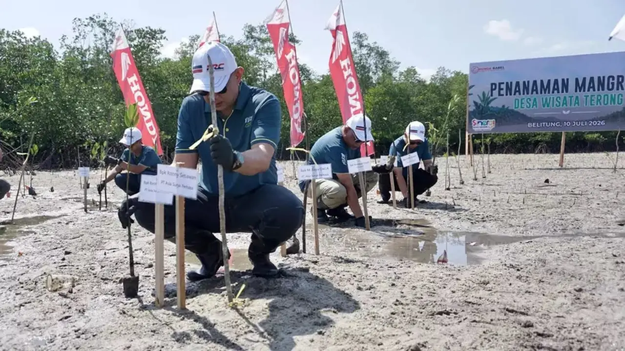 Honda Babel Tanam 500 Mangrove Di Desa Terong Untuk Lindungi Pesisir Belitung