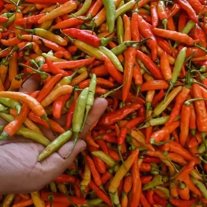 Indonesia Berisiko Tinggi Hadapi El Nino Super, Inflasi Global Terancam Melonjak