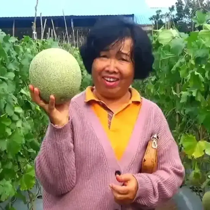 Pemuda Labuhanbatu Raup Jutaan Rupiah dari Kebun Melon Mini