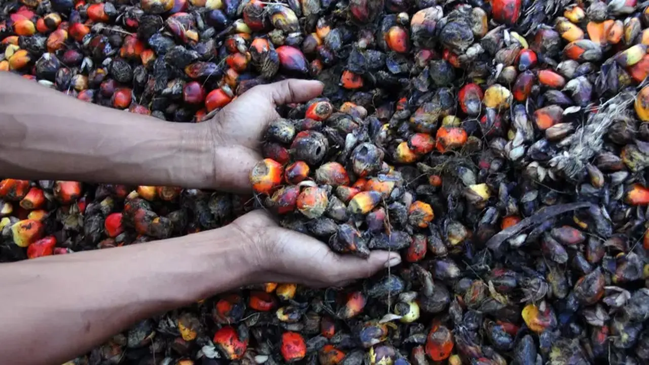 Petani Sawit Minta DSI Buka Data Gap Harga Ekspor