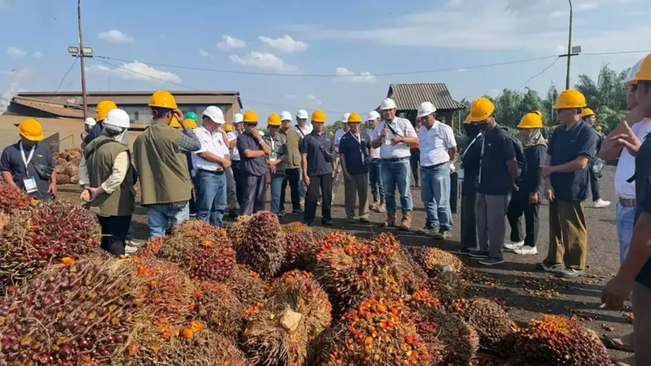 Tingkatkan Kualitas TBS, Kementan Gelar Pelatihan Panen Sawit Rakyat