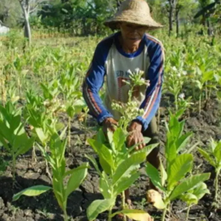 Wacana Kemasan Polos dan Larangan Bahan Tambahan Tembakau Picu Kekhawatiran Petani dan Pekerja