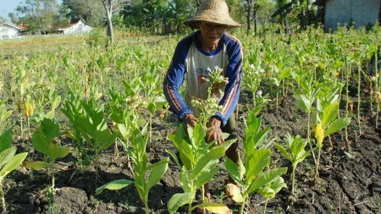 Wacana Kemasan Polos dan Larangan Bahan Tambahan Tembakau Picu Kekhawatiran Petani dan Pekerja